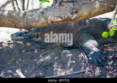 Dragon de Komodo sur nid d'oeufs, le Parc National de Komodo, Indonésie Banque D'Images