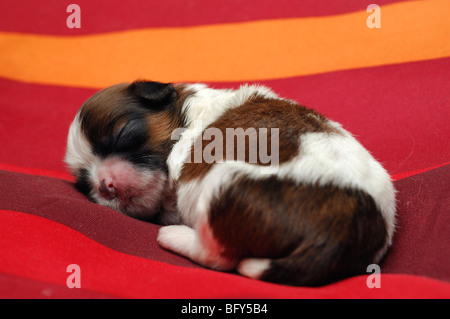 Shih-tzu chiot chien dormir sept jours Banque D'Images