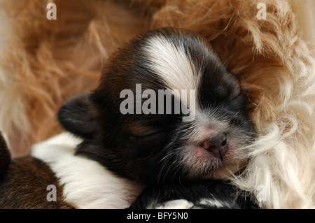 Shih-tzu chiot chien dormir sept jours Banque D'Images