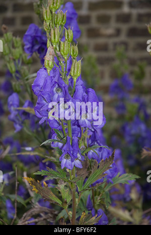 Aconitum carmichaelii Itum Kelmscott - Ranunculaceae Aconit napel Banque D'Images