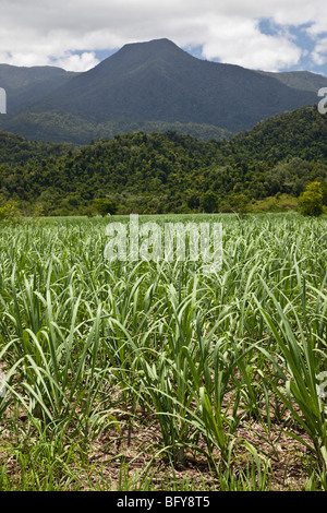 Champ de canne à sucre avec le Mont Bartle Frere en arrière-plan Banque D'Images