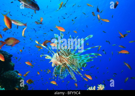 Poisson-papillon et autres poissons tropicaux sur une barrière de corail Banque D'Images