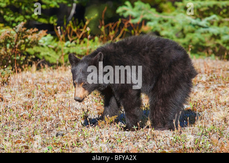 Portrait de Candide ourson noir sauvage, Jasper National Park, Albert, Canada Banque D'Images