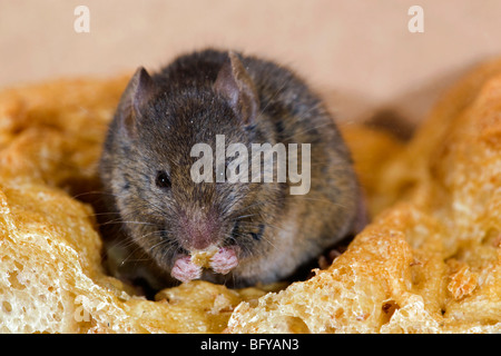 House mouse, Mus musculus, manger un morceau de pain, siège à miche Banque D'Images