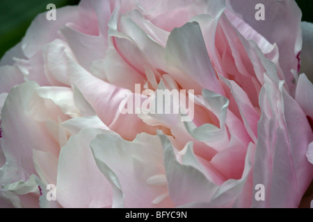 Shirley Temple Pivoine Banque D'Images