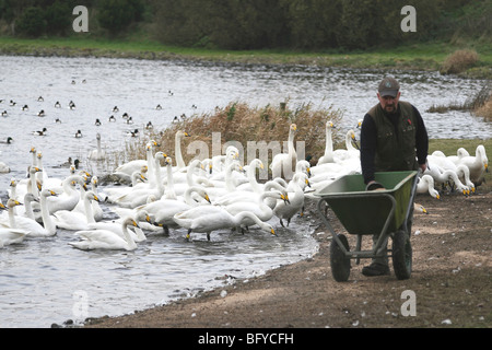 Cygne chanteur Cygnus cygnus au moment de l'alimentation à Martin simple WWT, Lancashire UK Banque D'Images