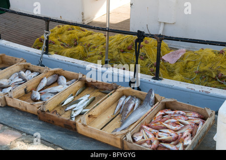 La Grèce. Zakynthos. Zante. Île grecque. Octobre. Le poisson est vendu directement à partir de bateaux amarrés au port de Zante Town. Banque D'Images