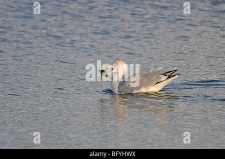 Goéland argenté Larus argentatus plumage d'hiver crabe attraper adultes. Le Norfolk. Banque D'Images