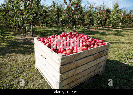 Apple orchard, fort avec des pommes rouges fraîchement cueillies Banque D'Images