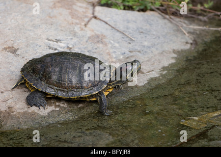 Tortue à oreilles rouges Trachemys scripta Banque D'Images