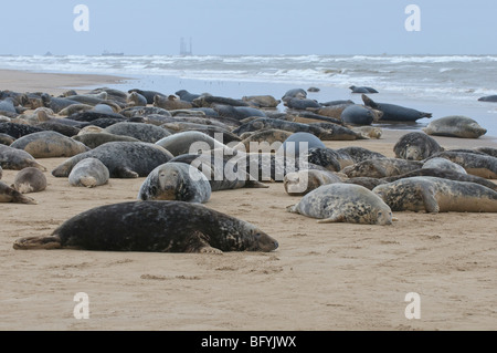 Phoque gris Halichoerus grypus atlantique colonie de reproduction sur l'estuaire Humber au Donna Nook Lincolnshire. Banque D'Images