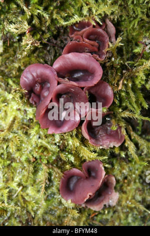 Jellydisc Ascocoryne sarcoïdes pourpre Champignons prises à Martin simple WWT, Lancashire, UK Banque D'Images