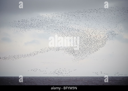 Troupeau de Bécasseau maubèche Calidris canutus en vol au dessus de la laver à grande eau. La réserve RSPB Snettisham, Norfolk. Banque D'Images