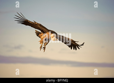 Vautour fauve Gyps fulvus hot en vol. Pyrénées Catalanes, en Espagne. Banque D'Images