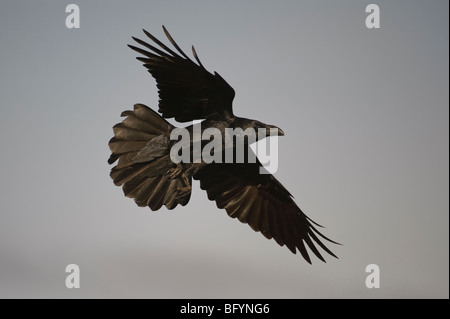 Grand corbeau Corvus corax en vol. Pyrénées Catalanes, en Espagne. Banque D'Images