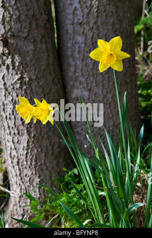 Les jonquilles sauvages poussant dans zone boisée près de Devizes, Wiltshire Banque D'Images