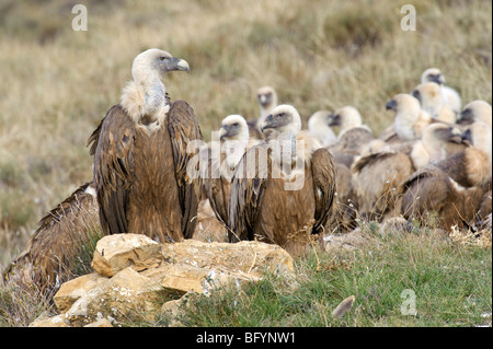 Vautour fauve Gyps fulvus groupe. Pyrénées Catalanes, en Espagne. Banque D'Images