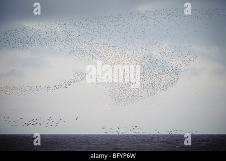 Troupeau de Bécasseau maubèche Calidris canutus en vol au dessus de la laver à grande eau. La réserve RSPB Snettisham, Norfolk, Angleterre. Banque D'Images