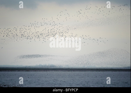 Troupeau de Bécasseau maubèche Calidris canutus en vol au dessus de la laver à grande eau. La réserve RSPB Snettisham, Norfolk. Banque D'Images