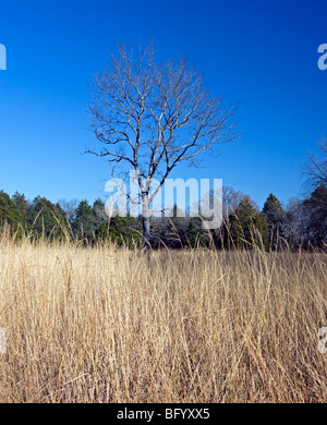 Champ de bataille National de Stones River - Murfreesboro, Tennessee. Banque D'Images