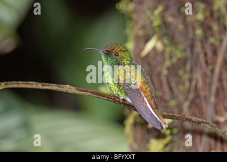 À tête cuivrée Elvira cupreiceps émeraude près de San Jose, Costa Rica 7 mâles adultes Novembre Trochilidae endémique au Costa Rica. Banque D'Images