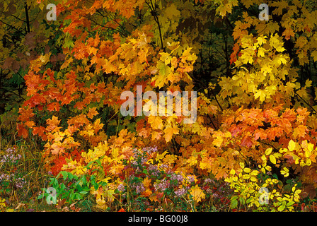 L'automne, le parc de la Gatineau, Québec, Canada Banque D'Images