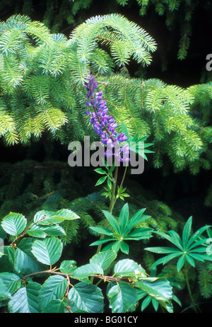 Naturel nature fleur fleur de pluie tombée mousse fougère journal tronc Banque D'Images