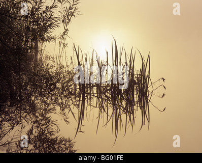 Roseaux sur l'eau calme avec de l'eau reflétant encore early misty matin soleil doré sur un lac. Frensham Pond, Surrey, Angleterre, Royaume-Uni, Angleterre Banque D'Images