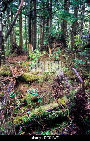 Naturel nature fleur fleur de pluie tombée mousse fougère journal tronc Banque D'Images