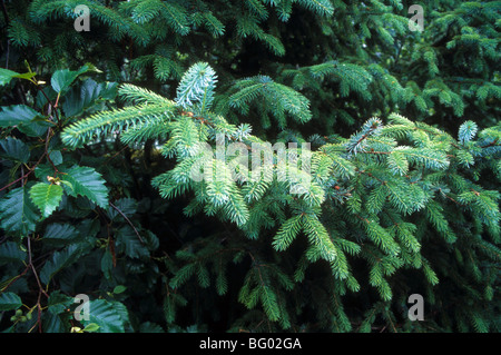 Naturel nature fleur fleur de pluie tombée mousse fougère journal tronc Banque D'Images