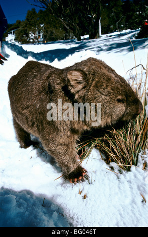 Wombat dans la neige, l'Australie Banque D'Images