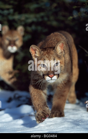 Mountain lion (Felis concolor) Banque D'Images