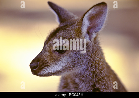 L'Australie wallaby à cou rouge Banque D'Images