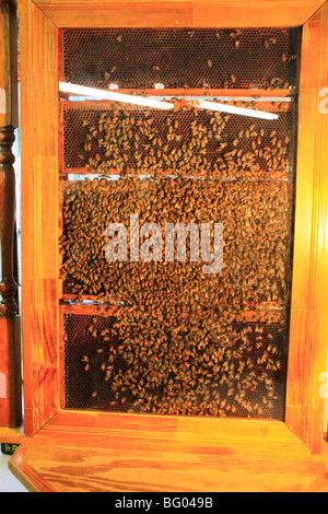 Honey Bee Hive, Idylllwood Lindseys Verger, Rexford, New York Banque D'Images