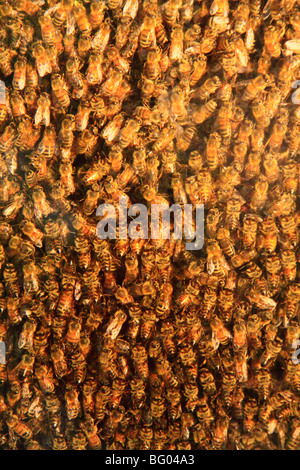 Honey Bee Hive, Idylllwood Lindseys Verger, Rexford, New York Banque D'Images