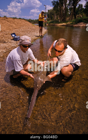 Les chercheurs marine avec sawfish, Australie Banque D'Images