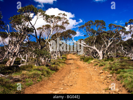 Les gencives de neige sur bushtrack, Australie Banque D'Images