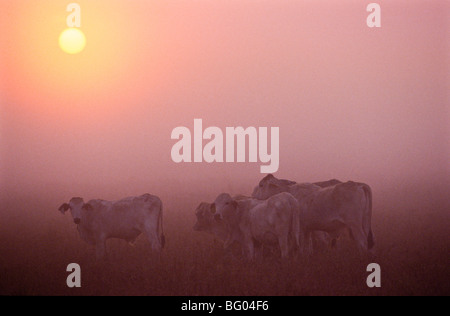 Bétail de Brahman dans la brume, de l'Australie Banque D'Images