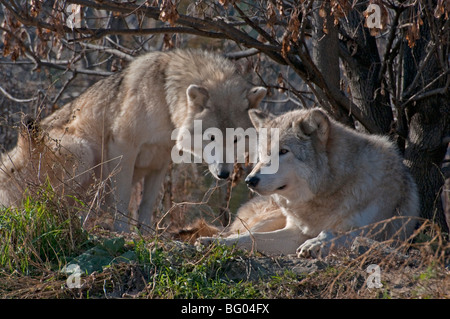 Une paire de loups des bois en automne Banque D'Images