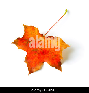 Une feuille d'érable de couleur automne isolated on white Banque D'Images