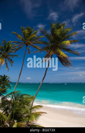 Palmiers et de surf à fond Bay sur la côte est de la Barbade, îles du Vent, Antilles, Caraïbes, Amérique Centrale Banque D'Images