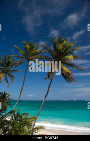 Palmiers et de surf à fond Bay sur la côte est de la Barbade, îles du Vent, Antilles, Caraïbes, Amérique Centrale Banque D'Images