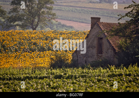 Ancien bâtiment de ferme entre les tournesols et vignoble, Saint-Pourcain-sur-Sioule, Allier, France, Europe Banque D'Images
