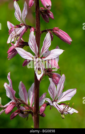 Buisson ardent, Dittany (Dictamnus albus), fleurs. Banque D'Images