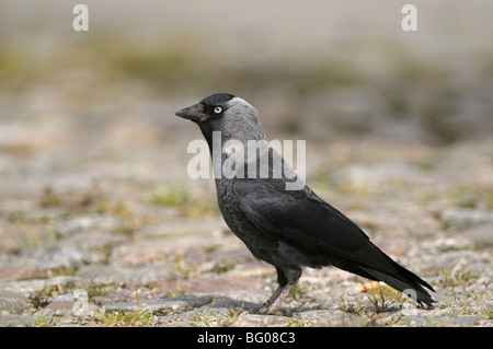 Choucas (Corvus monedula) Comité permanent sur les pavés. Banque D'Images