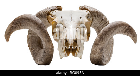 Image de cornes de béliers sur squelette de ram, combustibles,os, head,Moutons,ram, Banque D'Images