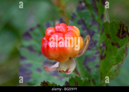 Plaquebière (Rubus chamaemorus), plante avec berry. Banque D'Images
