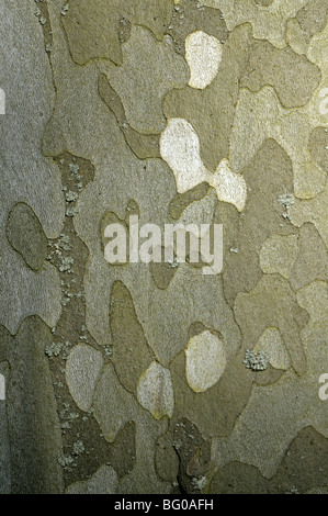 Avion à destination de Londres (Platanus x acerifolia, Platanus x hispanica). Close-up de l'écorce. Banque D'Images