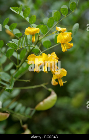 Vessie, Bladder-Senna Bladdersenna, séné, Colutea cilicica, Fabaceae, sud-est de l'Europe, Caucase Banque D'Images