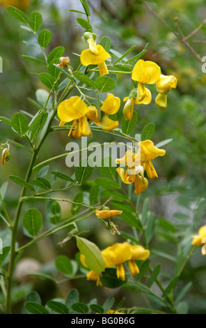 Vessie, Bladder-Senna Bladdersenna, séné, Colutea cilicica, Fabaceae, sud-est de l'Europe, Caucase Banque D'Images